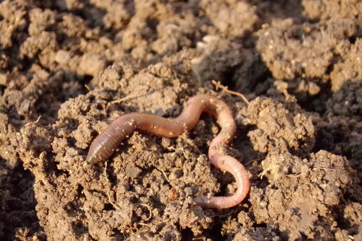 A dirty earthworm.
