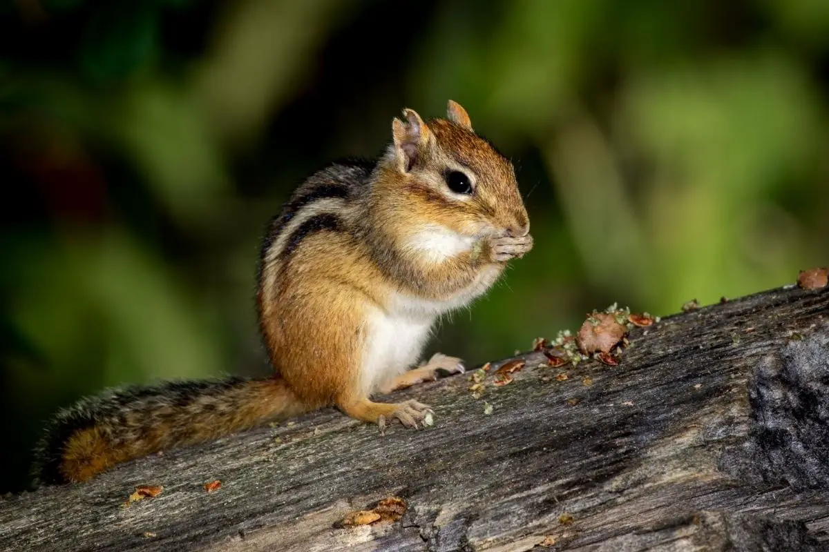 A macro shot of an Easter chipmunk sitting on the trunk.