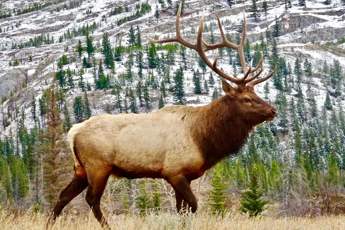 Elk in the forest.