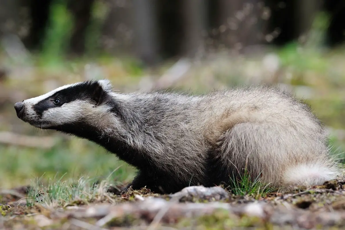 Female Eurasian badger standing in a forest clearing.