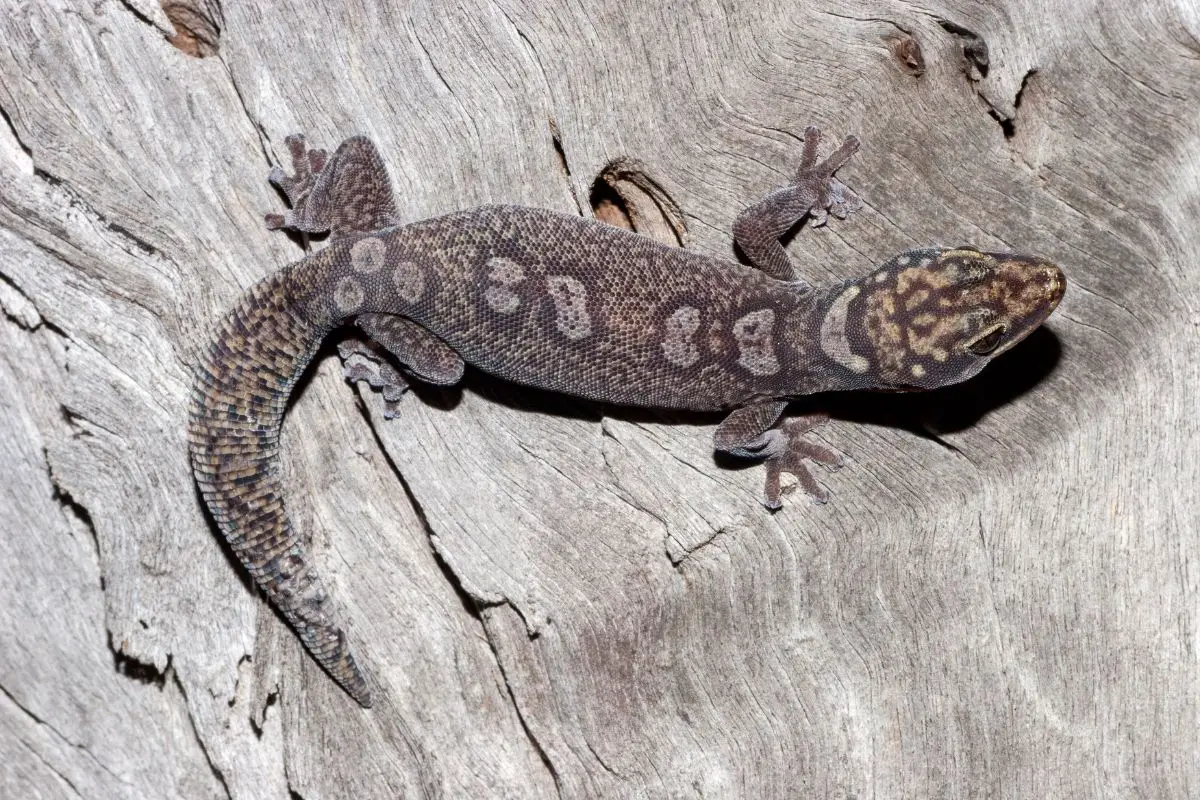 Adult australian ocellated velvet gecko.