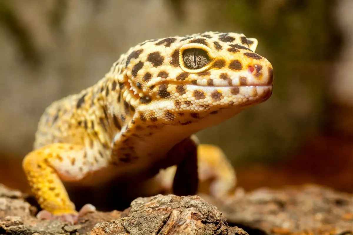 A stunning macro shot of a Yellow with black spots gecko.