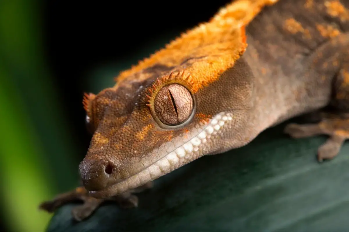 Close up of gecko eye and facial features.