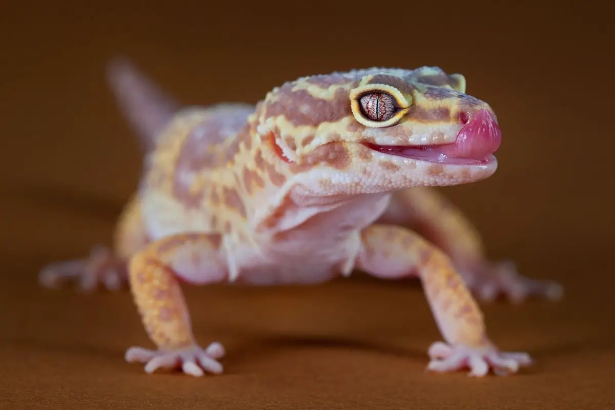 Macro of a pretty gecko with the tongue out.