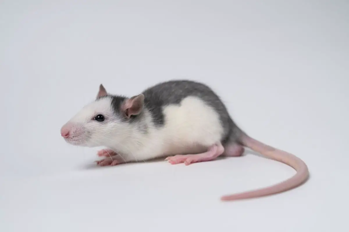 Fancy rat on a white background.