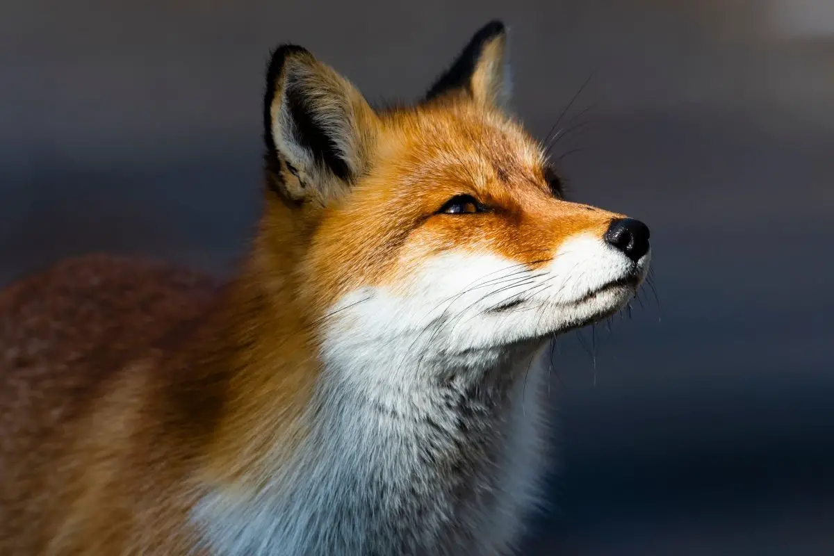 An awful face of Japanese red fox.