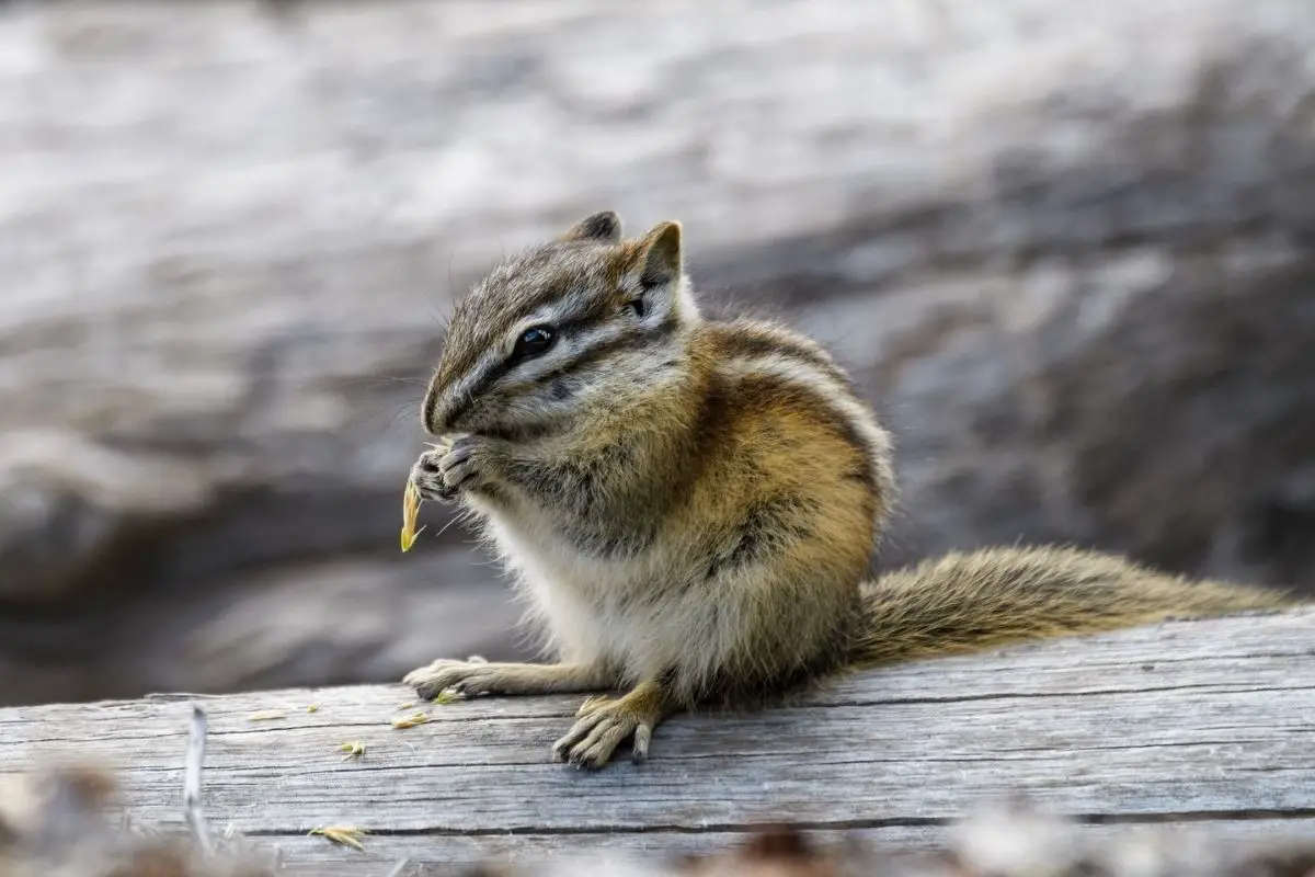 Least chipmunk sitting on a fallen log while eating.