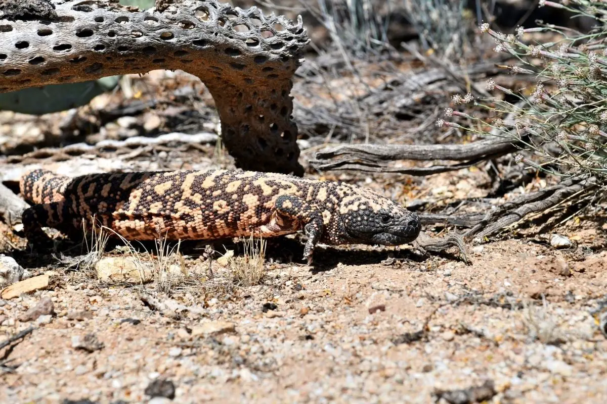 A Gila monster searched for food.