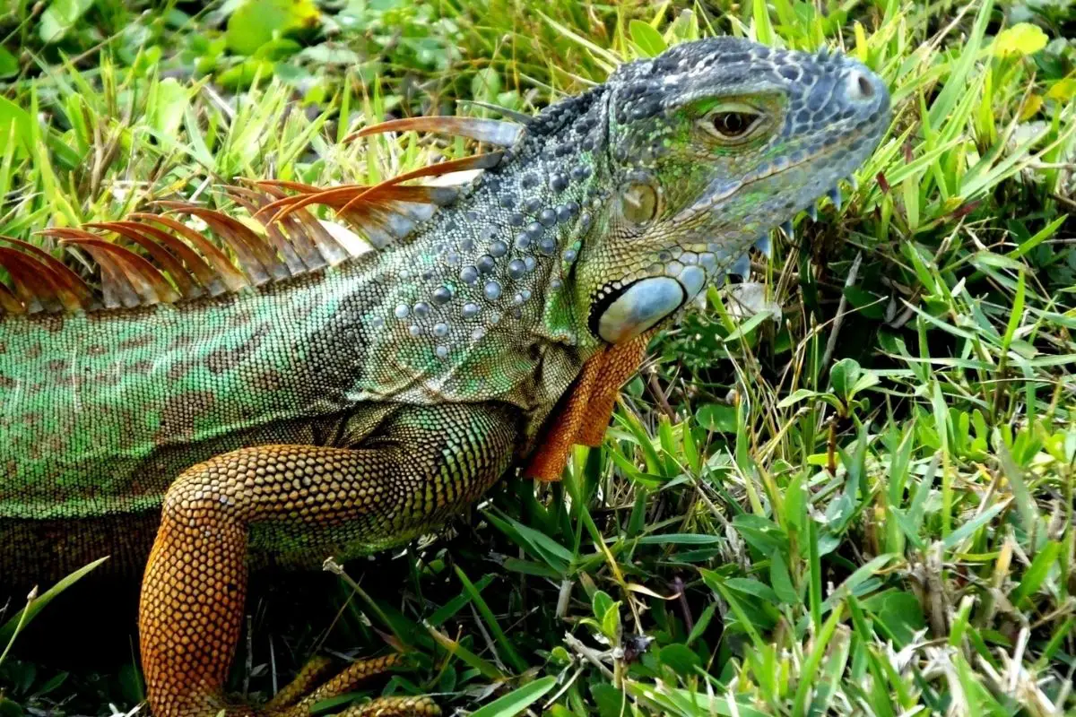 A close-up photo of a green iguana on the grass.