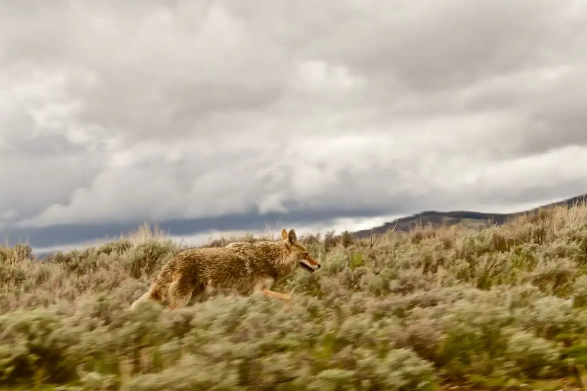 Coyote at yellowstone national park.