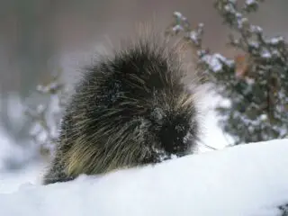 A porcupine standing on a snow covered log in winter.