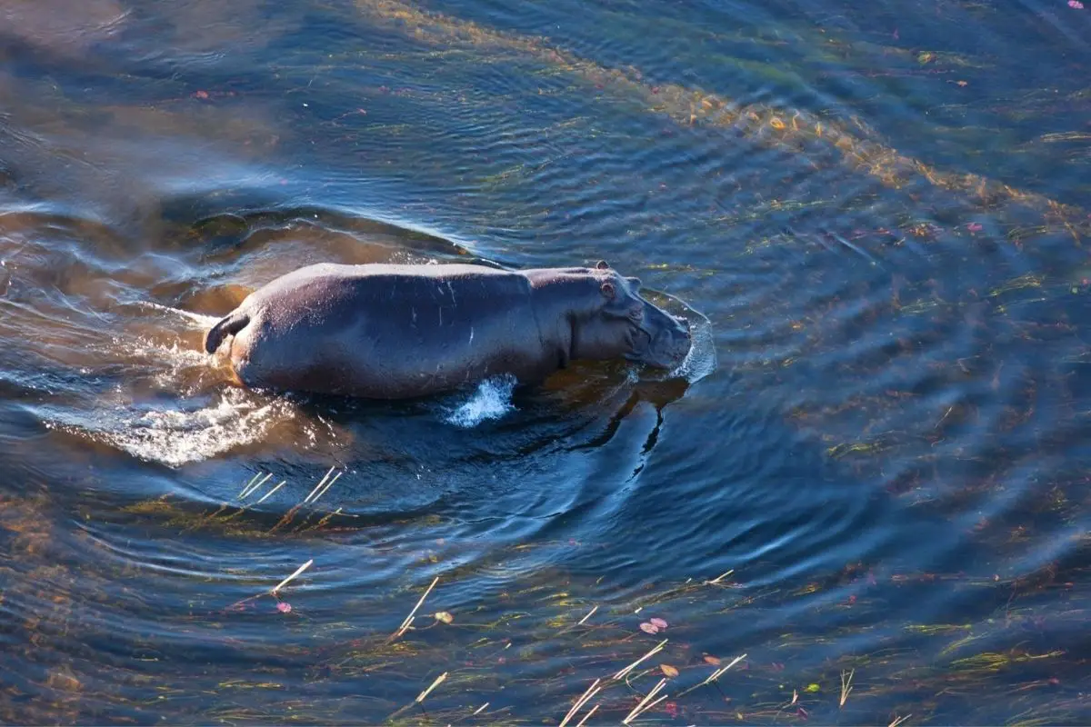 A hippo actively swims in the river.