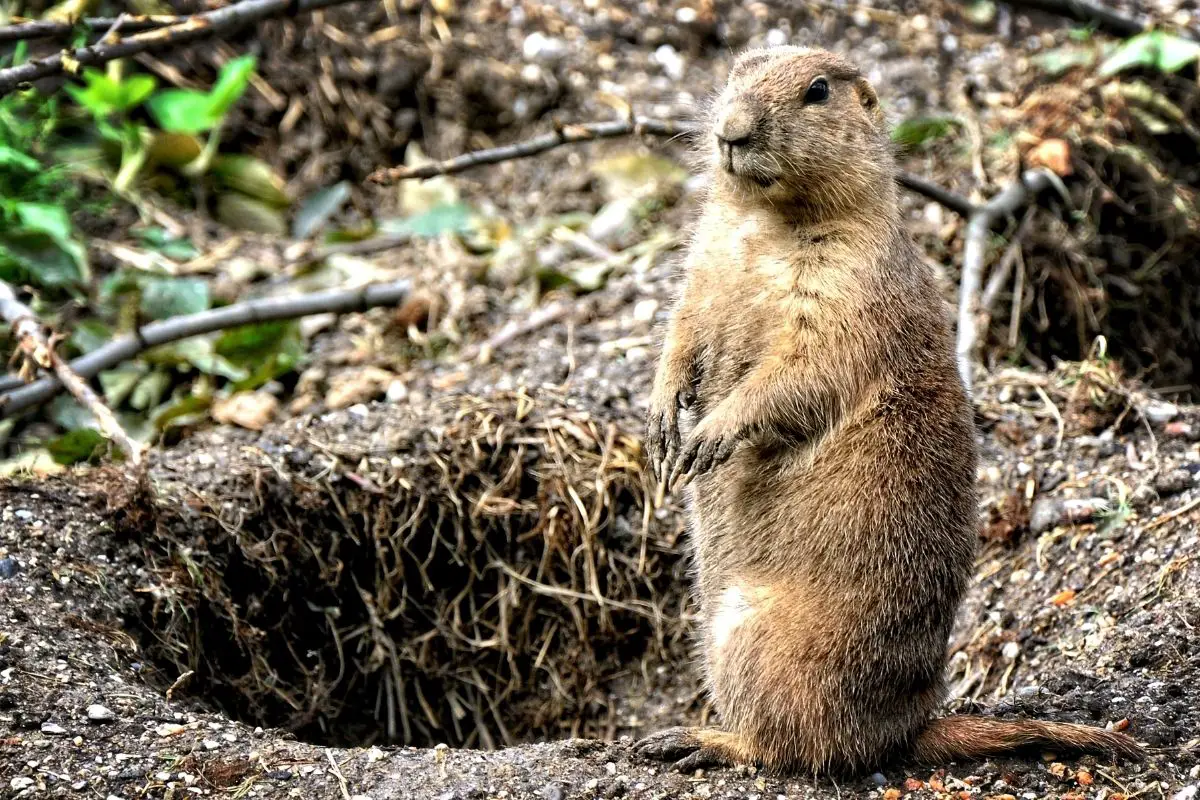 A gopher outside the tunnel.