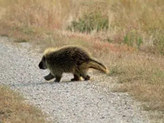 Wild porcupine crossing a grave path in eastern idaho.