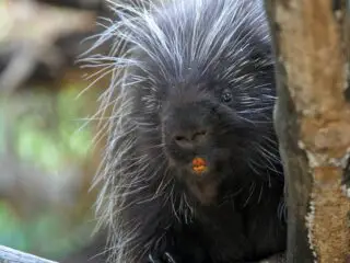 A portrait photo of porcupine in wild.