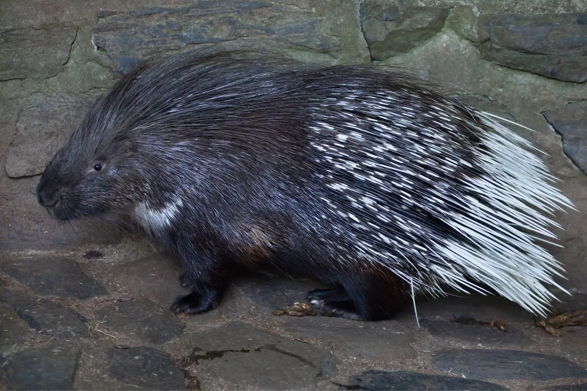 Indian crested porcupine relaxing on a stone surface.