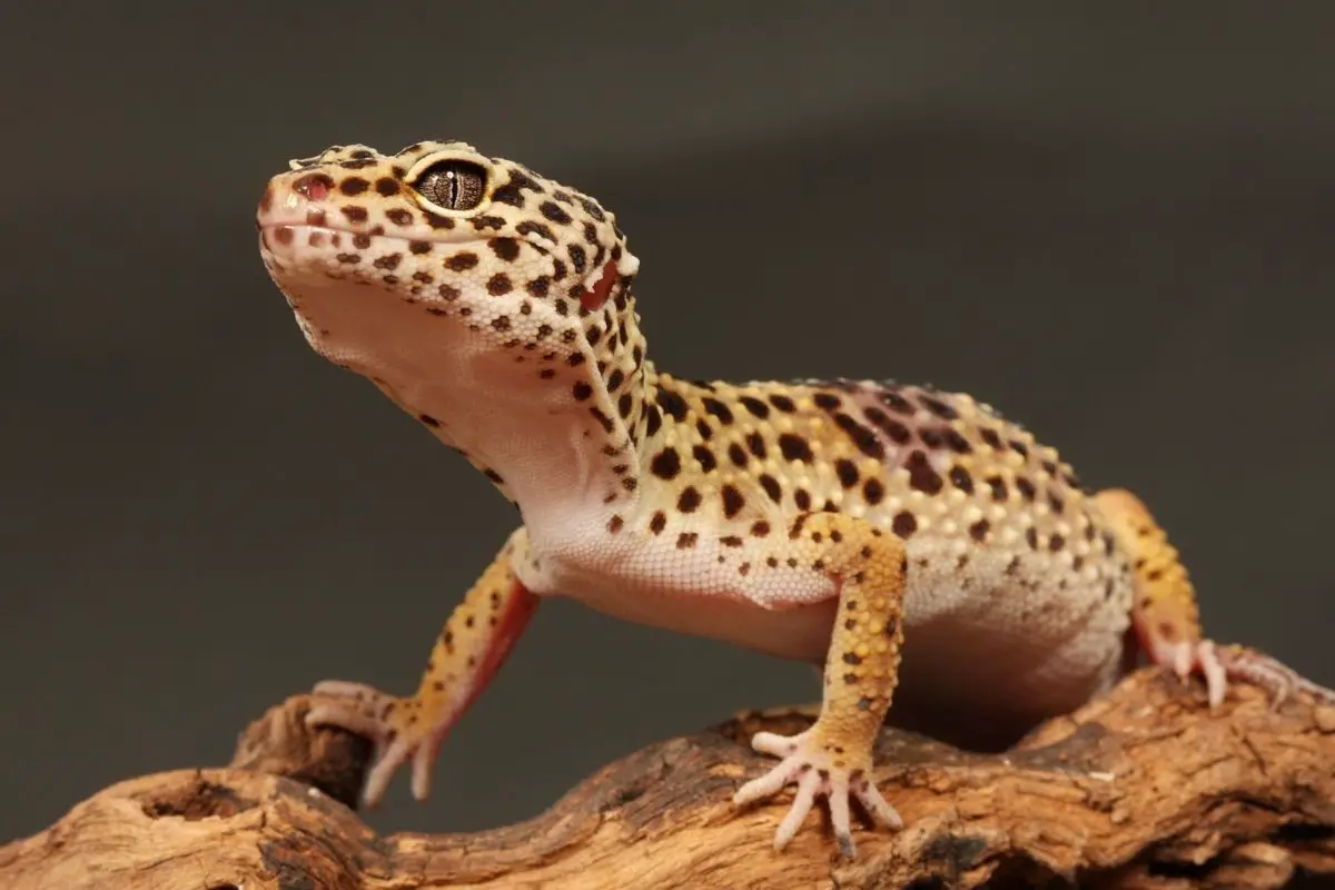 A leopard gecko on a branch.