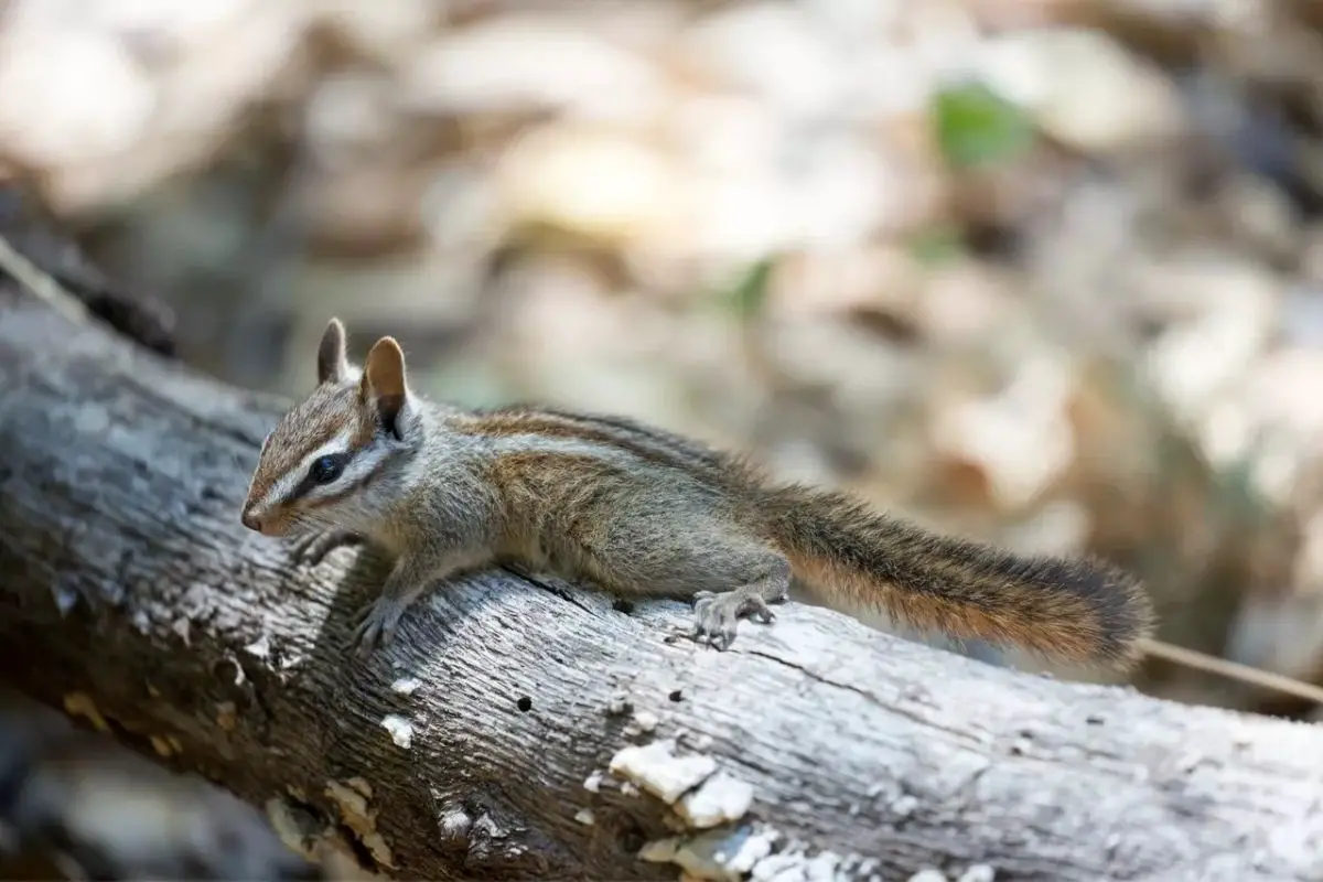 A macro shot of a Merriams Chipmunk standing on a trunk.