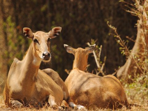 A kind of her herbivores animals that falls to the category of deers.