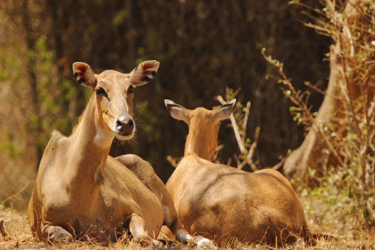 Two deer relaxing under the sun.