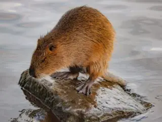 Muskrats standing alone on a piece of flat stone.
