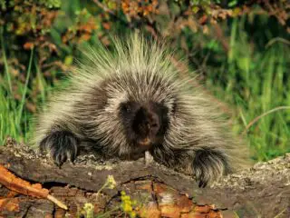 North american porcupine in the nature.