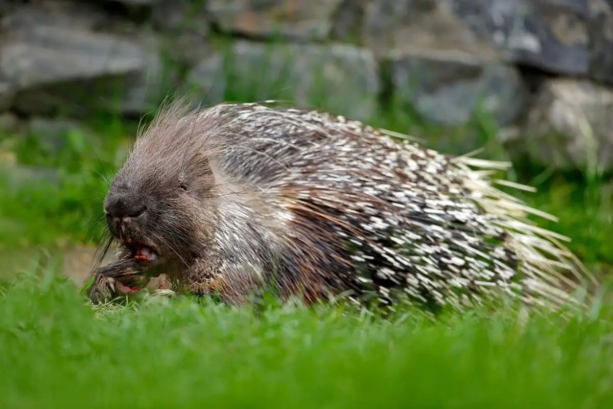 A Philippine Porcupine on a green grass.