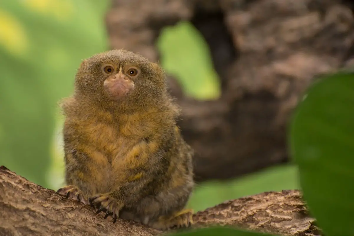 A close-up of a pygmy marmoset resting on a tree branch.