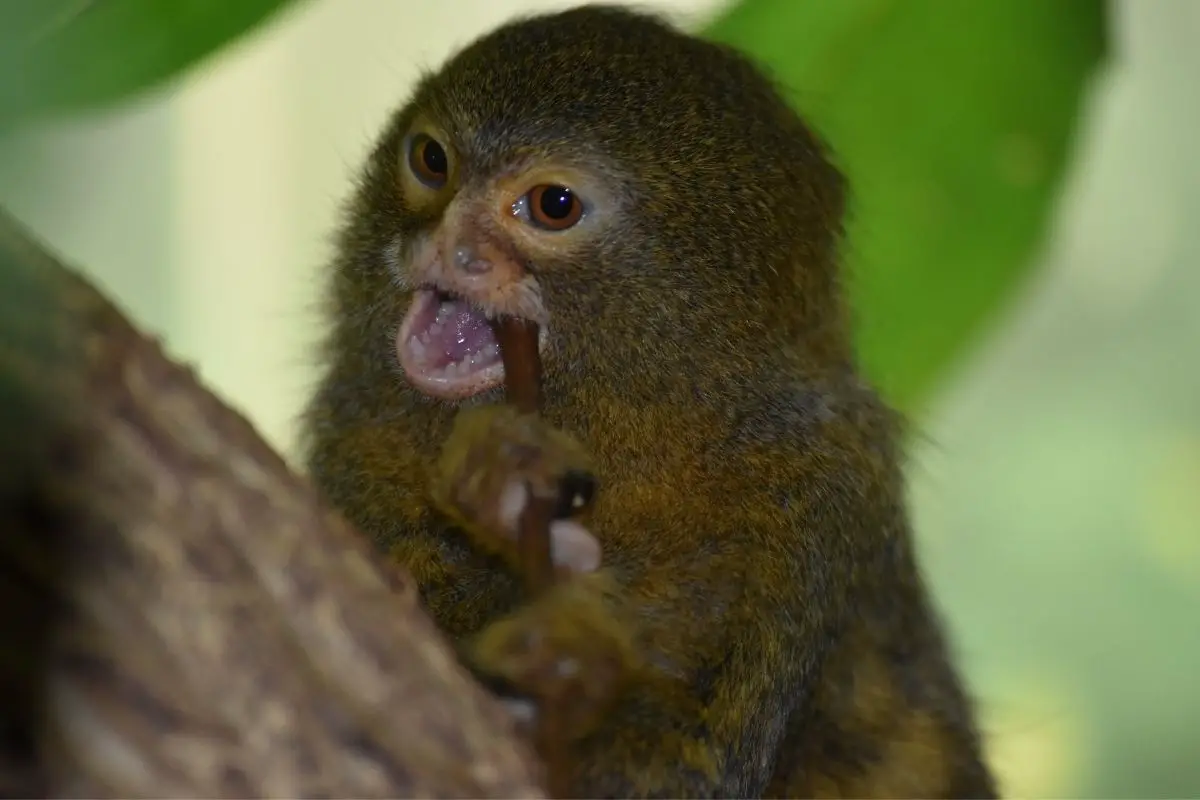 Tiny pygmy marmoset chewing a stick.