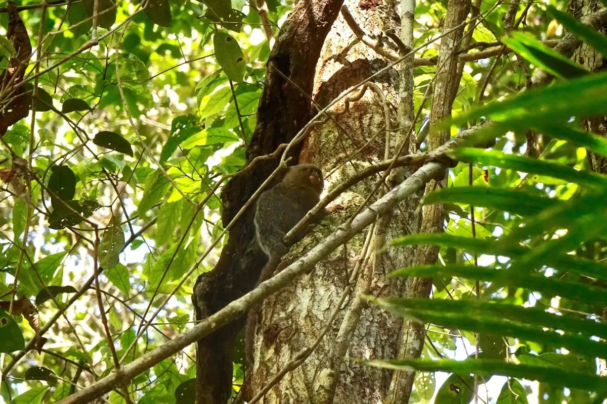 A pygmy marmoset poses on a tree in the Peruvian Amazon.