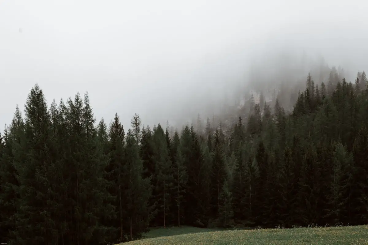 A panoramic view of beautiful evergreen trees.