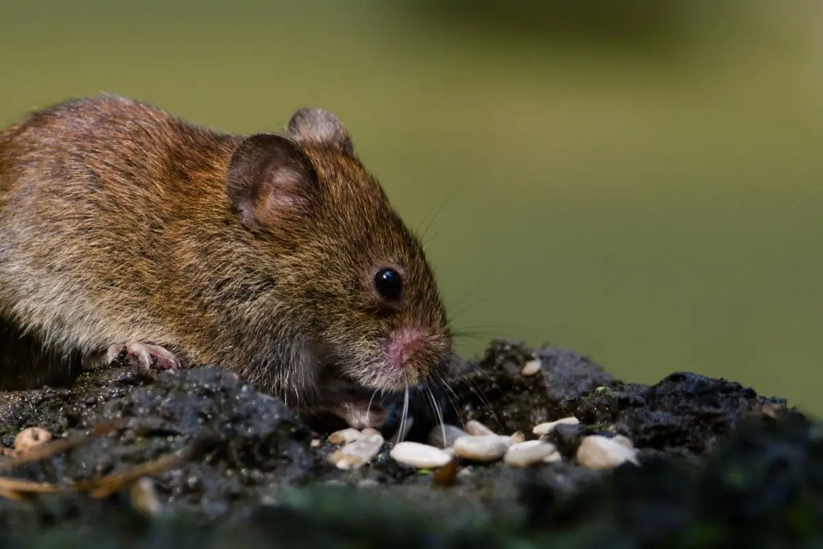 An adult rat sniffs on his food.