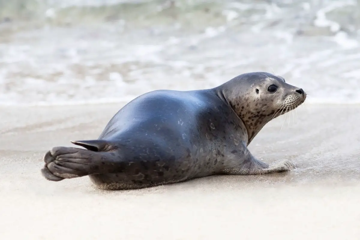 A cute baby seal playing on the seashore.