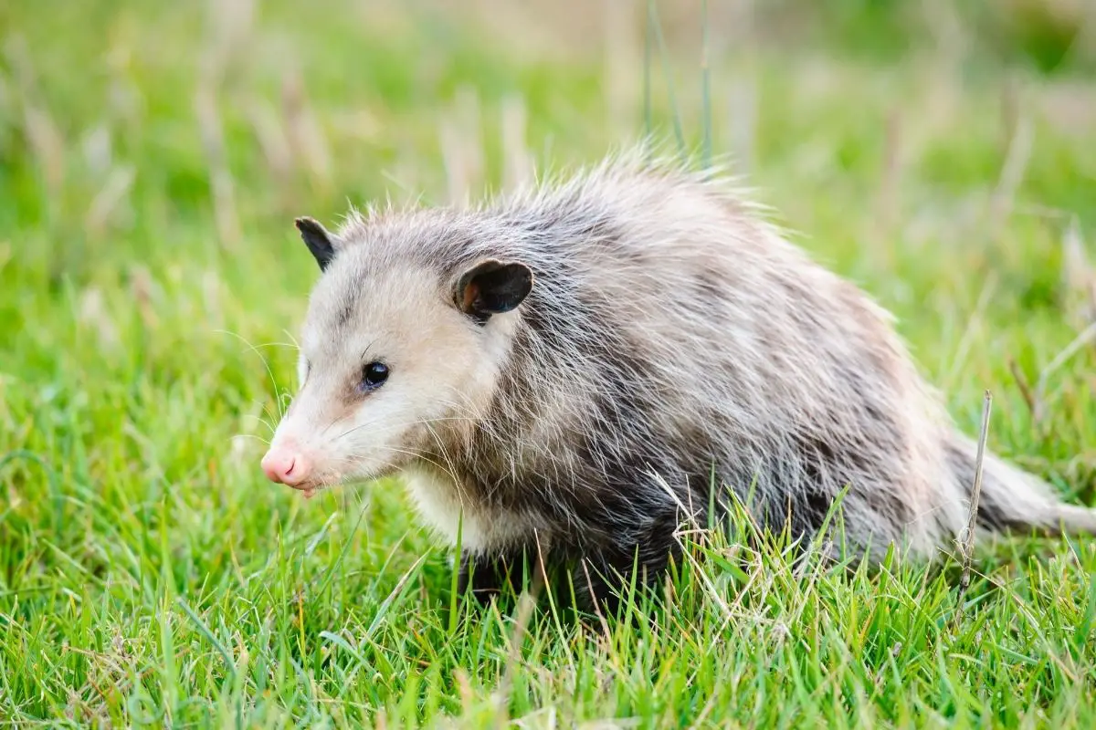 A cute possum in a backyard grass field.