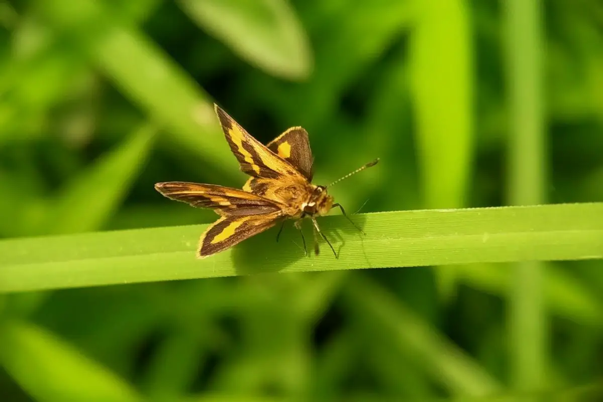 A macro shot of a skipper perched on leaves.