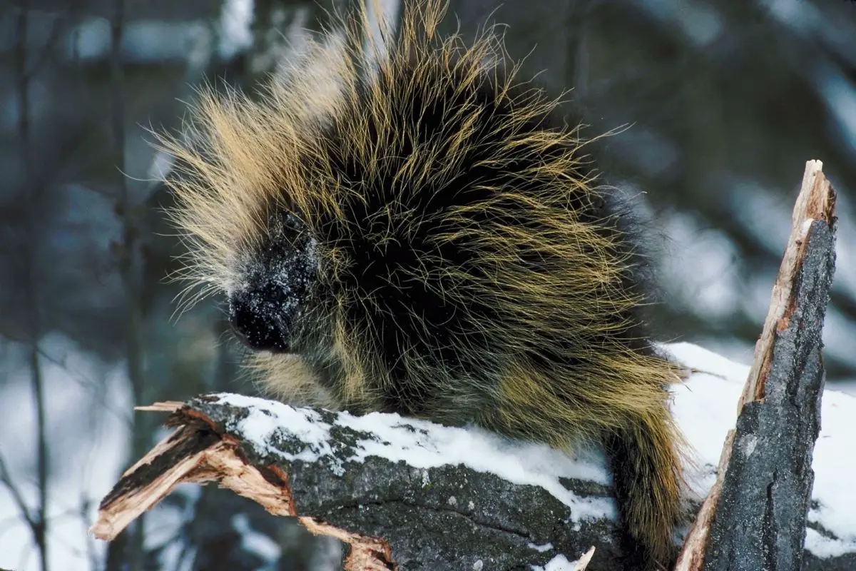 Porcupine positioned on a tree log.