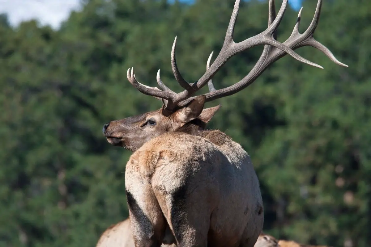 Bull elk from behind in rocky mountain national park.