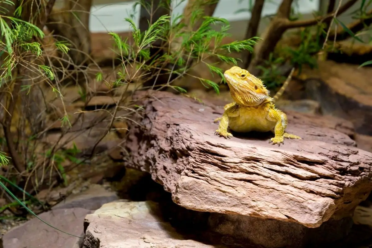 Yellow bearded dragon on a stone.