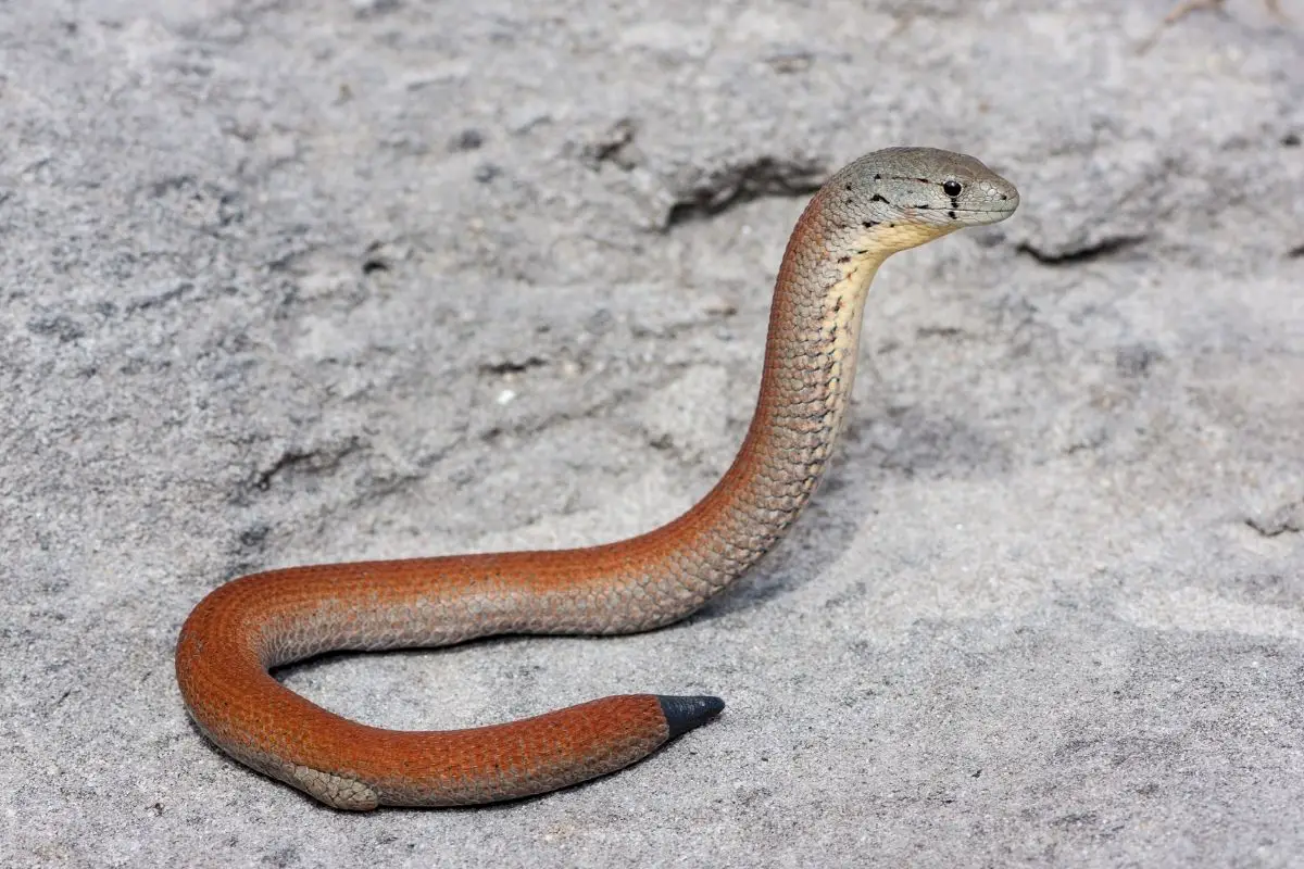 Common legless lizard with re-grown tail.