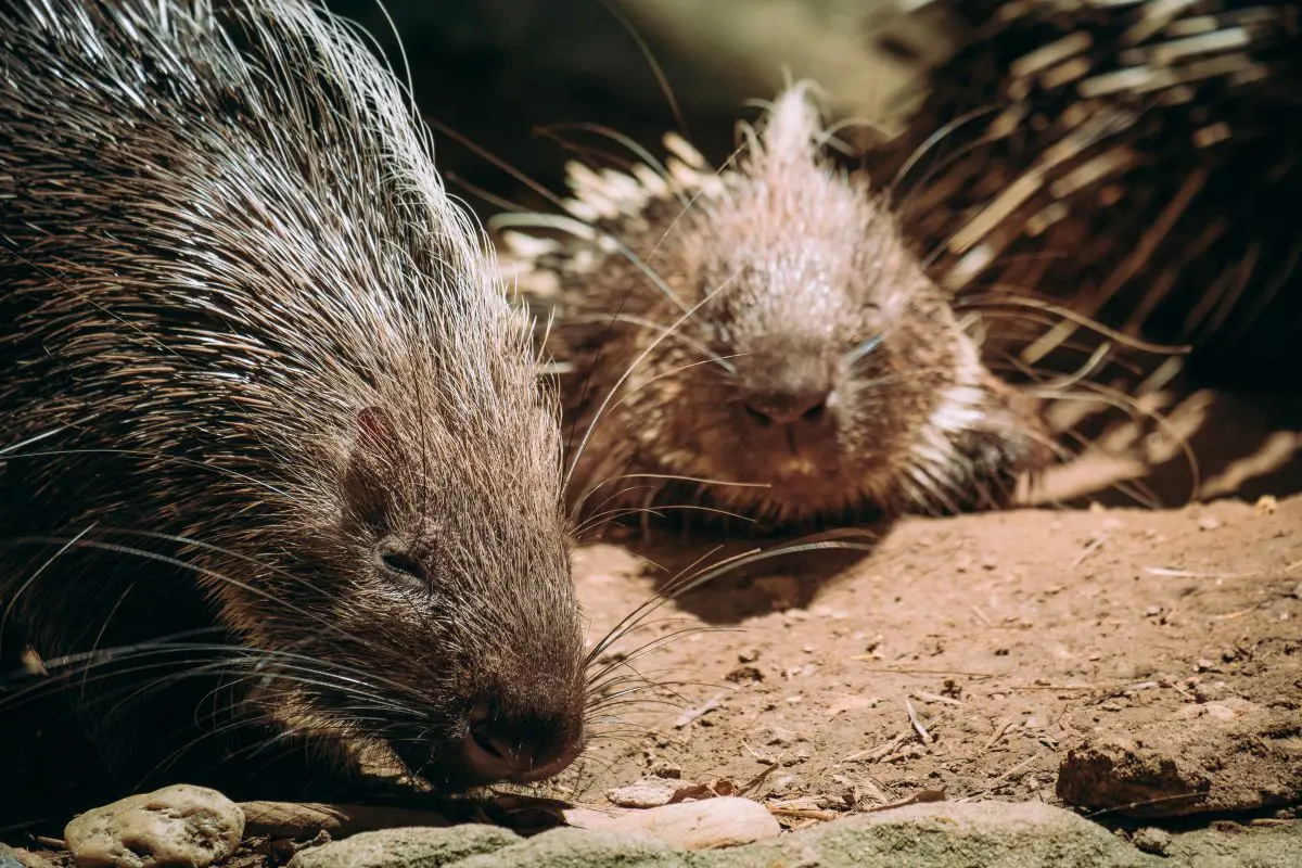 A two adult porcupines sniffs on the ground.