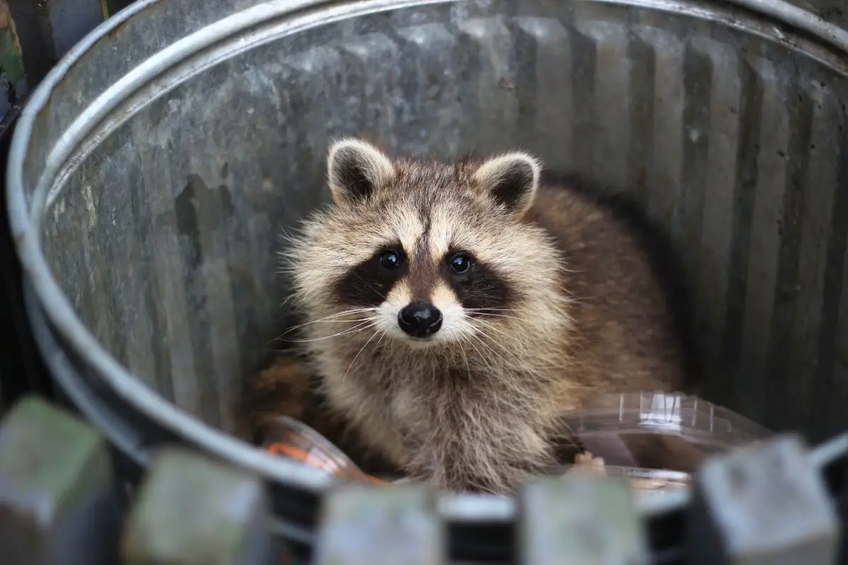 An awful face of Raccoon in a trash can.