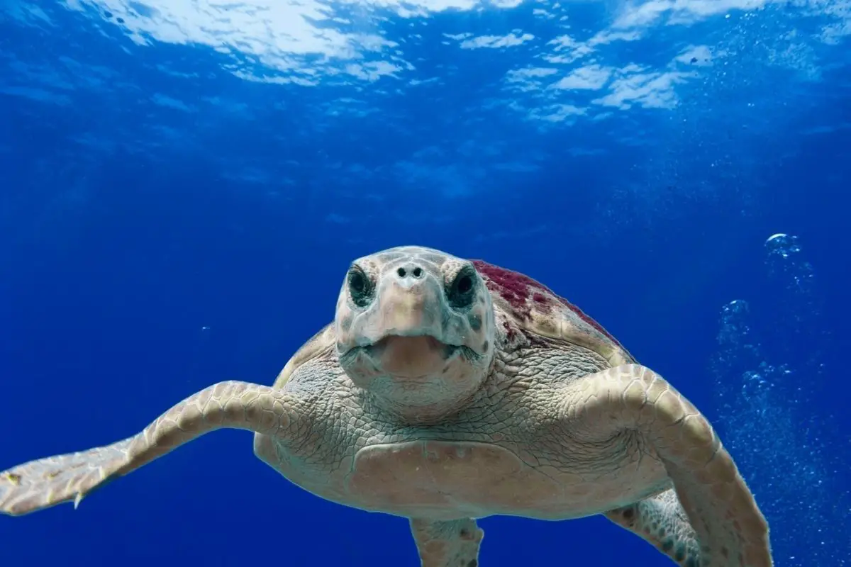 Sea turtle in blue water.