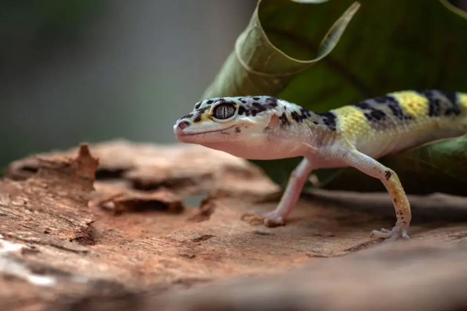 7 Different Types Of Geckos | NatureNibble