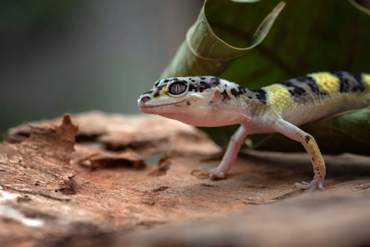 A macro shot of a juvenile gecko.