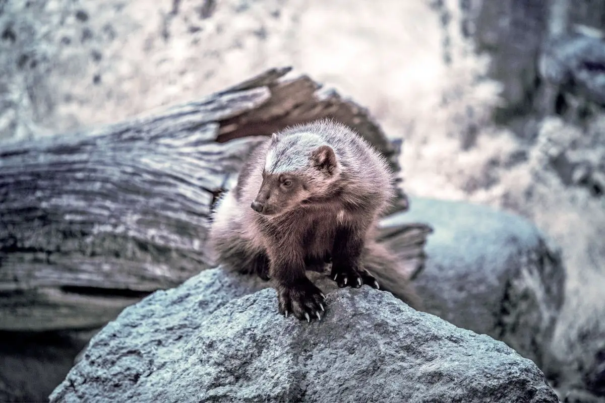 Wolverine on a rock in infrared.