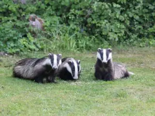 Three badgers are playing on green grass.