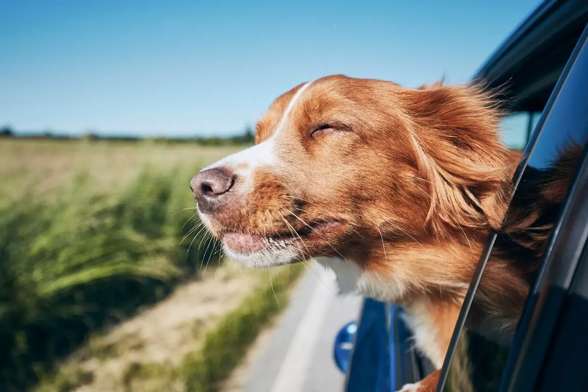 A dog traveling by car.
