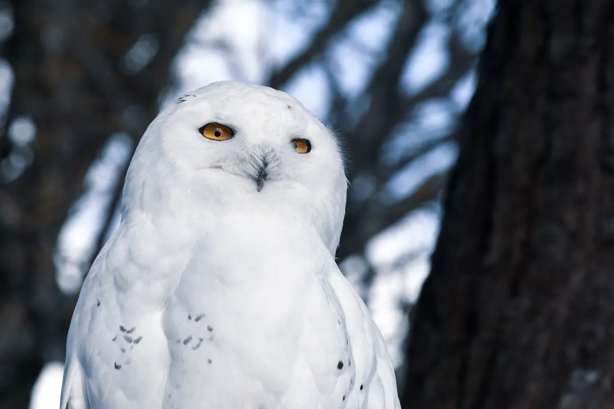Snowy owl in the wild.