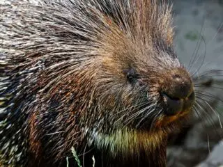 Portrait of indian porcupine in the wild.