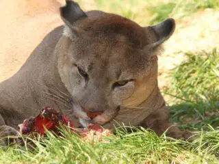 Hungry cougar eating piece of meat on the grass.